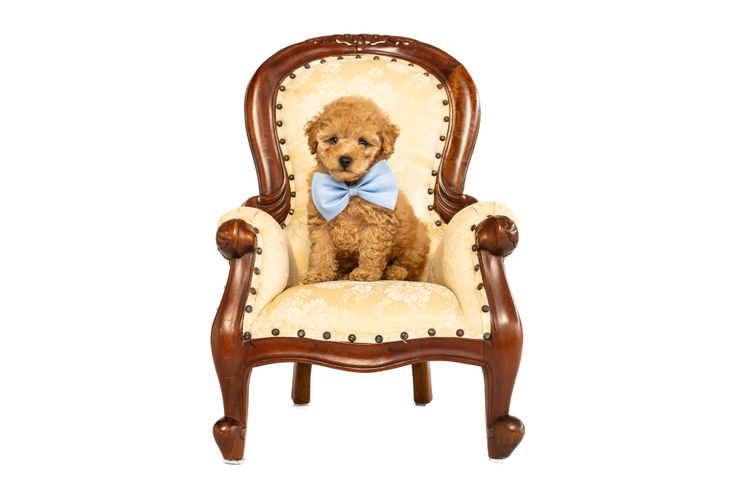 GC Mini Poodles