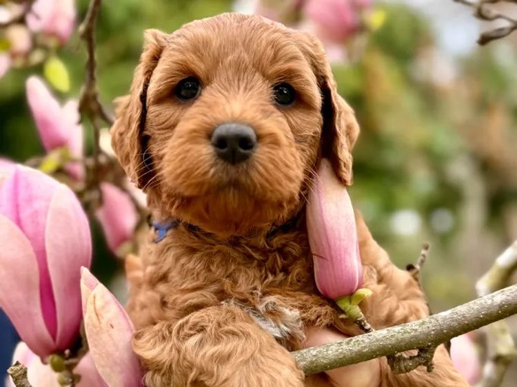 Rocky Creek Vineyard Labradoodles