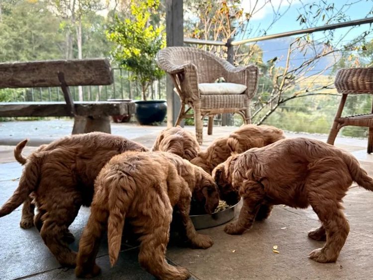 Rocky Creek Vineyard Labradoodles