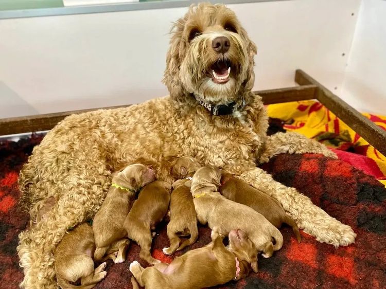 Rocky Creek Vineyard Labradoodles