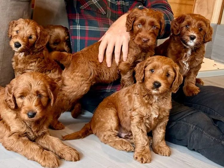 Rocky Creek Vineyard Labradoodles