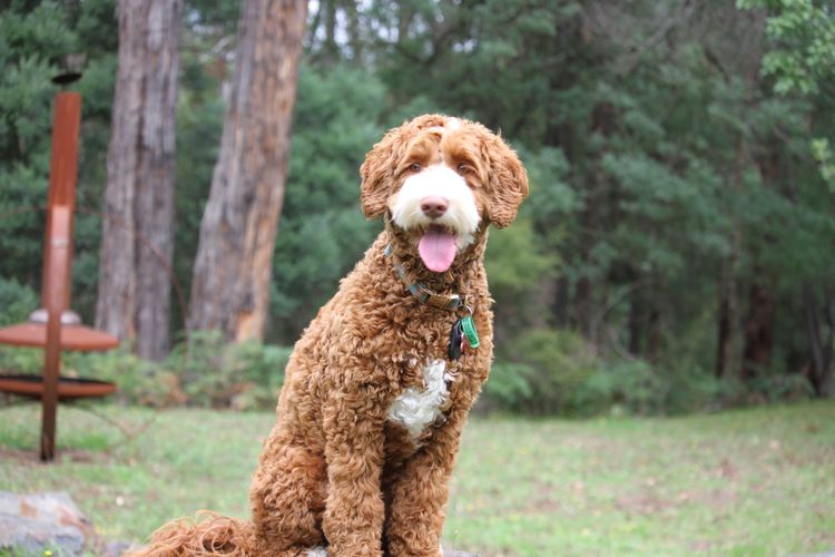 Rocky Creek Vineyard Labradoodles