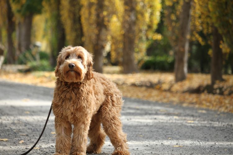 Rocky Creek Vineyard Labradoodles