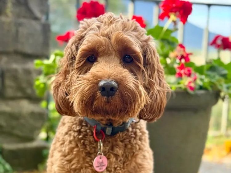 Rocky Creek Vineyard Labradoodles