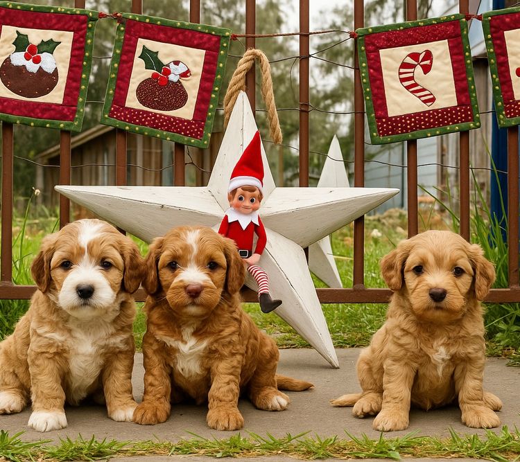 Rocky Creek Vineyard Labradoodles