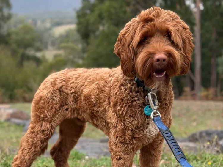 Rocky Creek Vineyard Labradoodles