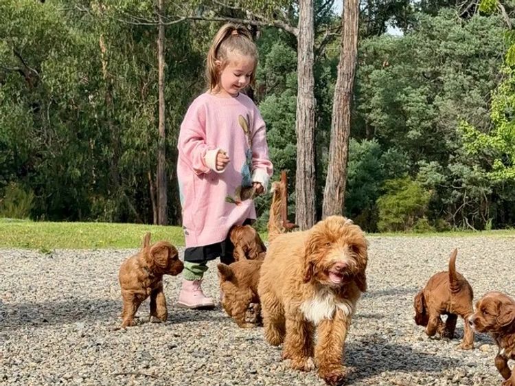 Rocky Creek Vineyard Labradoodles