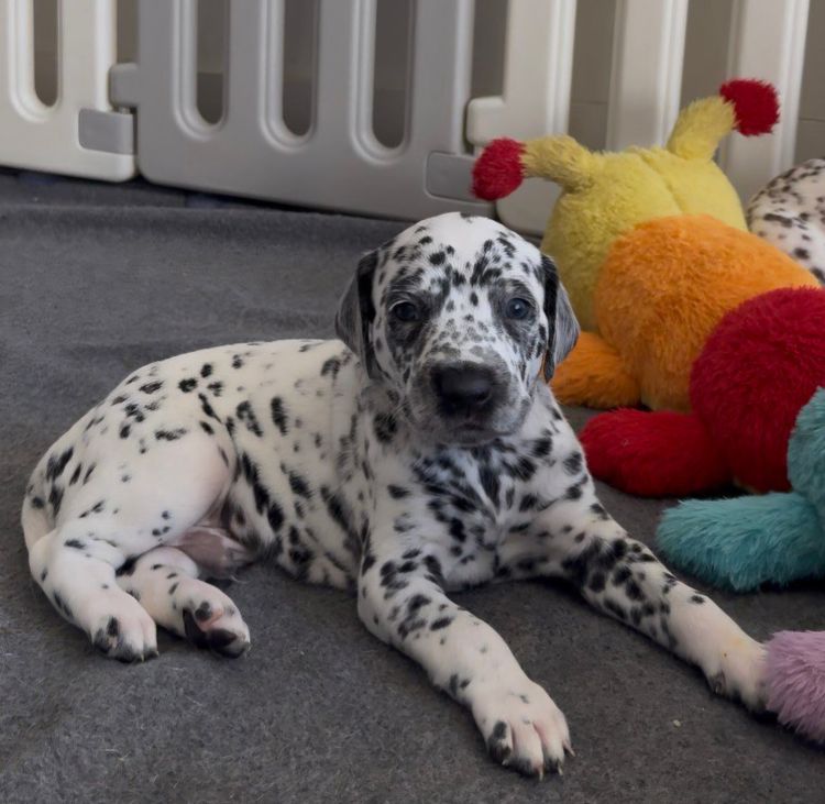 Tabatha's Dalmatian Puppies 🐾