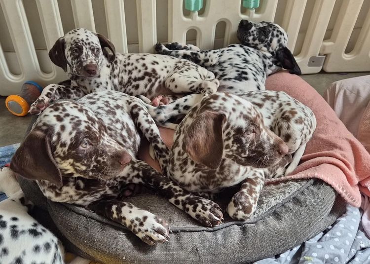 Tabatha's Dalmatian Puppies 🐾