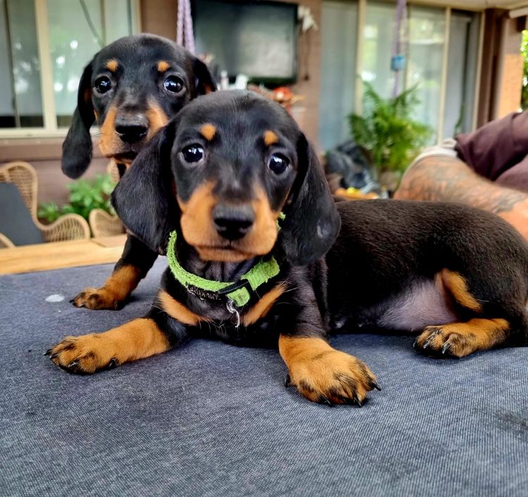 Wunya Miniature Dachshunds ANKC Dogs Australia