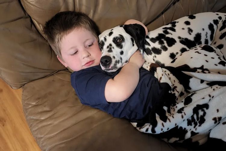 Furevaspots Dalmatians