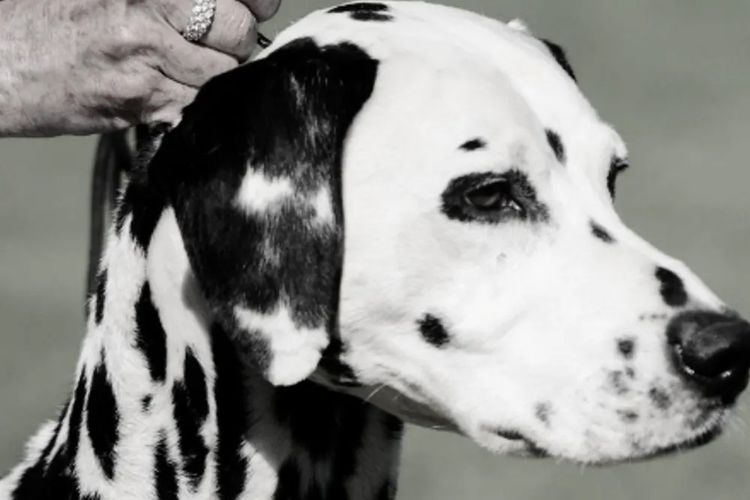 Furevaspots Dalmatians
