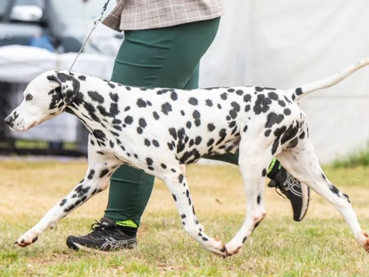Furevaspots Dalmatians