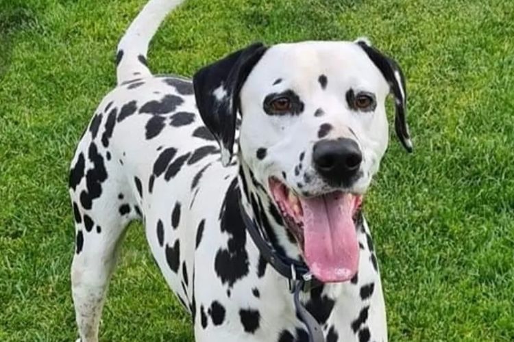 Furevaspots Dalmatians