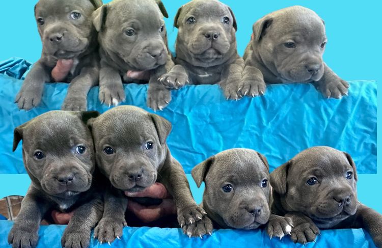 Blueraelexie English Staffies