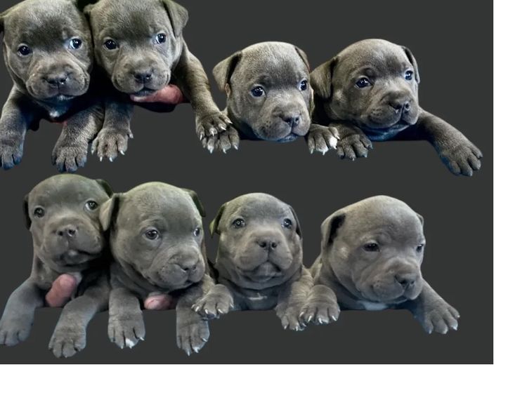 Blueraelexie English Staffies