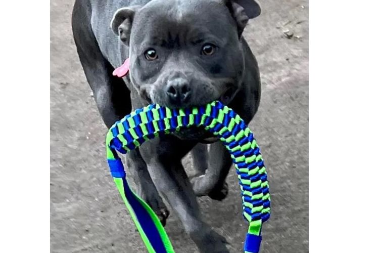 Blueraelexie English Staffies