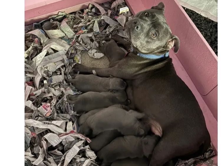 Blueraelexie English Staffies