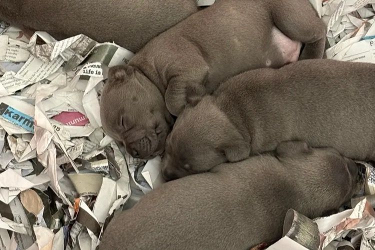 Blueraelexie English Staffies