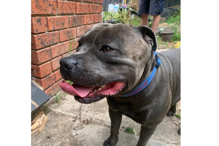 Blueraelexie English Staffies