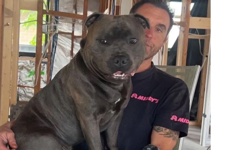 Blueraelexie English Staffies
