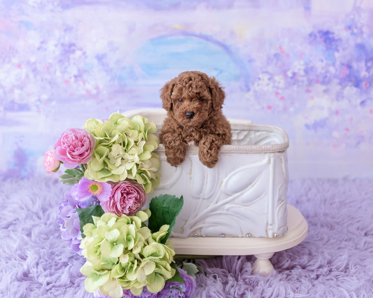 Designer Puppies Melbourne -Toy Poodles