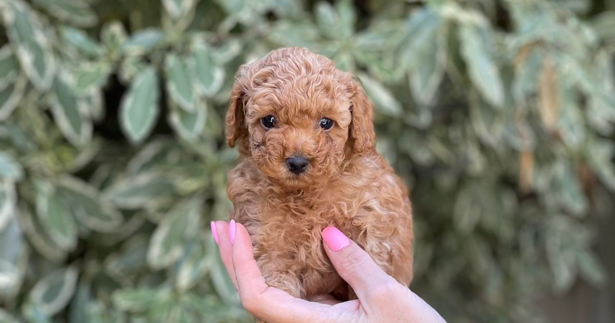 Designer Puppies Melbourne Toy Poodles