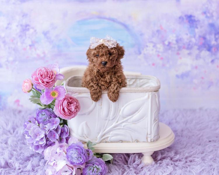 Designer Puppies Melbourne -Toy Poodles