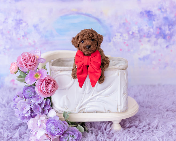 Designer Puppies Melbourne -Toy Poodles