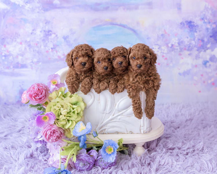 Designer Puppies Melbourne -Toy Poodles