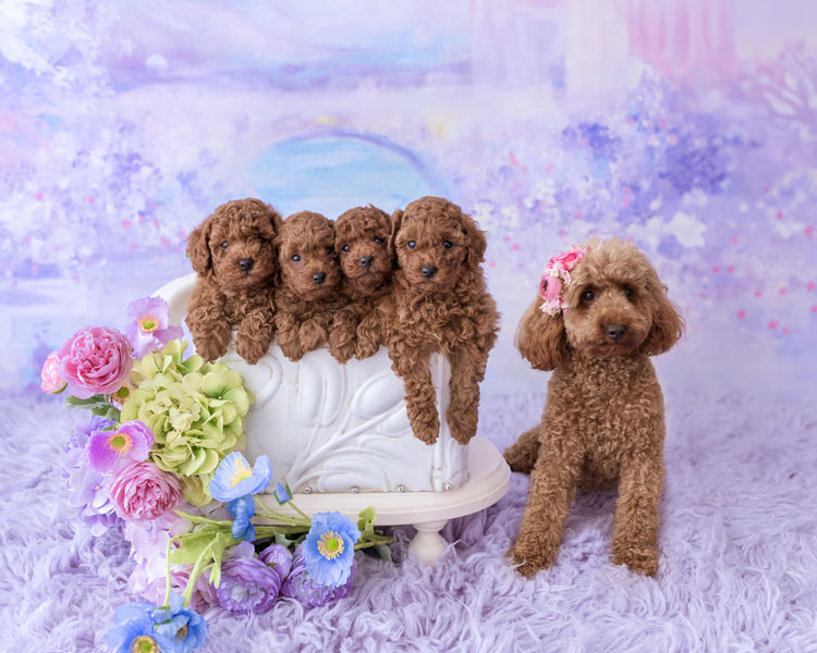Designer Puppies Melbourne -Toy Poodles