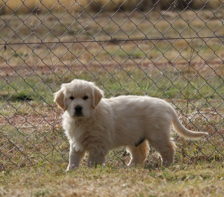 ATHOLGOLD Golden Retrievers