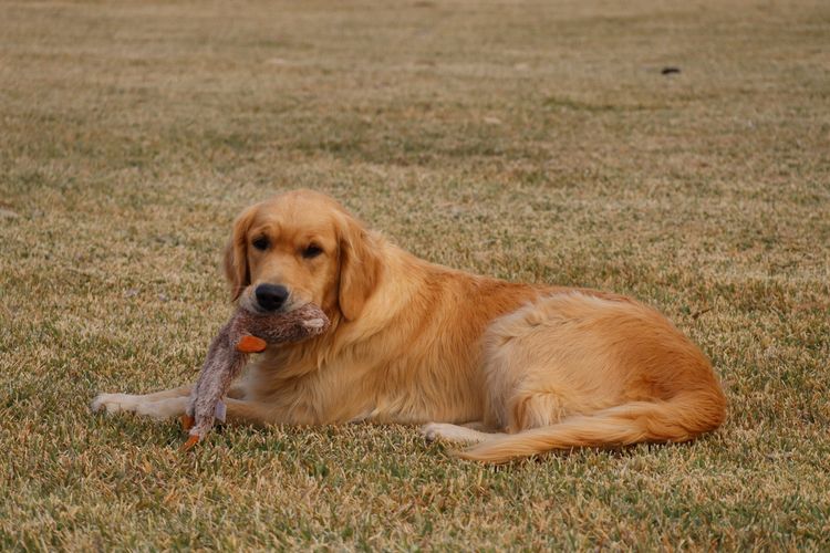 ATHOLGOLD Golden Retrievers