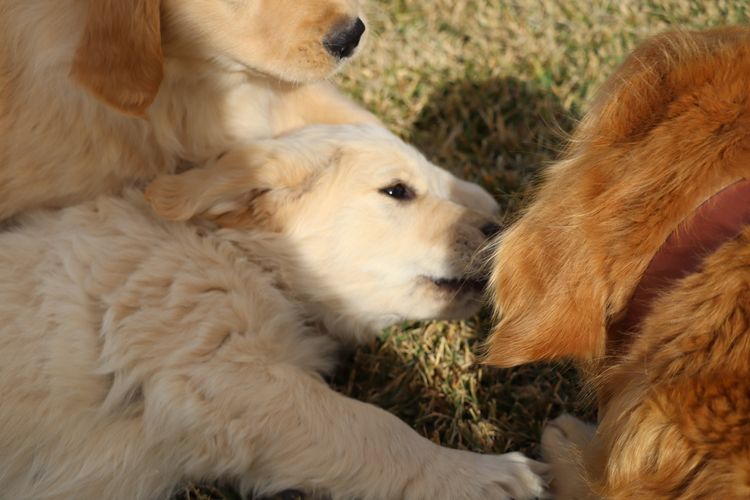 ATHOLGOLD Golden Retrievers