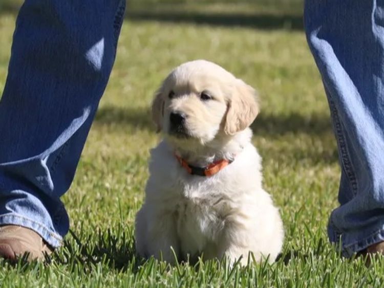 ATHOLGOLD Golden Retrievers