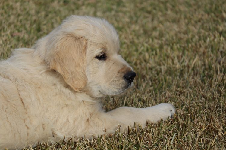ATHOLGOLD Golden Retrievers