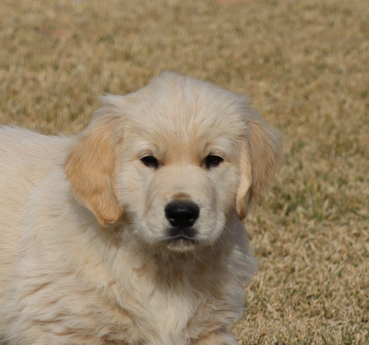 ATHOLGOLD Golden Retrievers