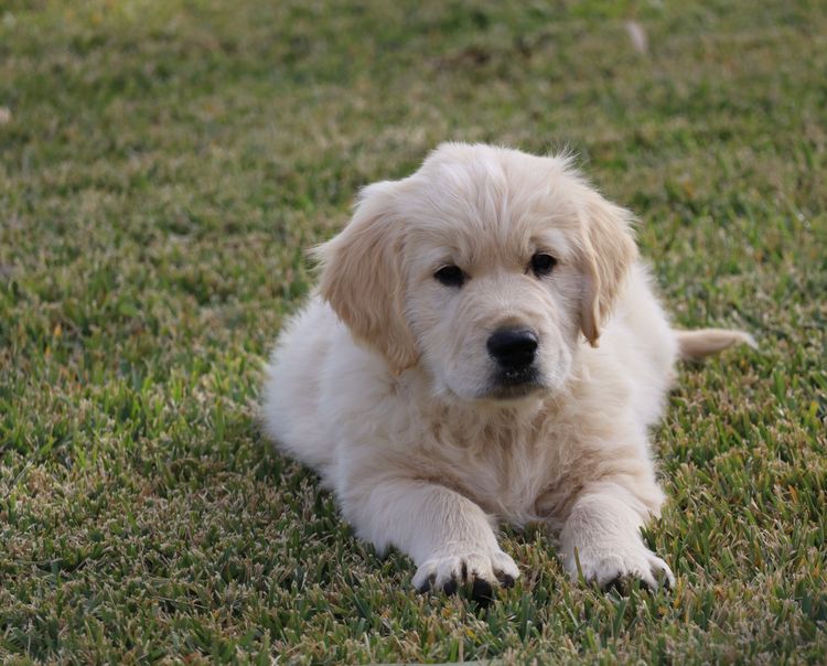 ATHOLGOLD Golden Retrievers