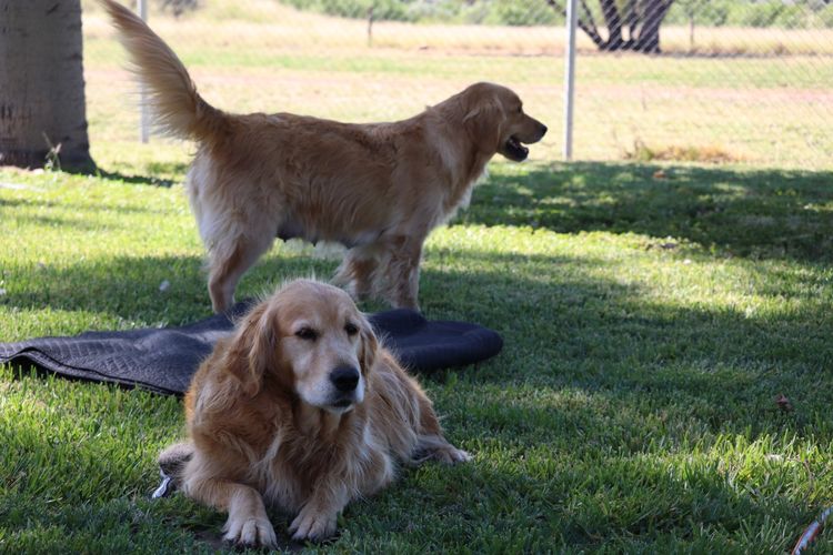 ATHOLGOLD Golden Retrievers
