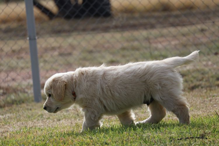 ATHOLGOLD Golden Retrievers