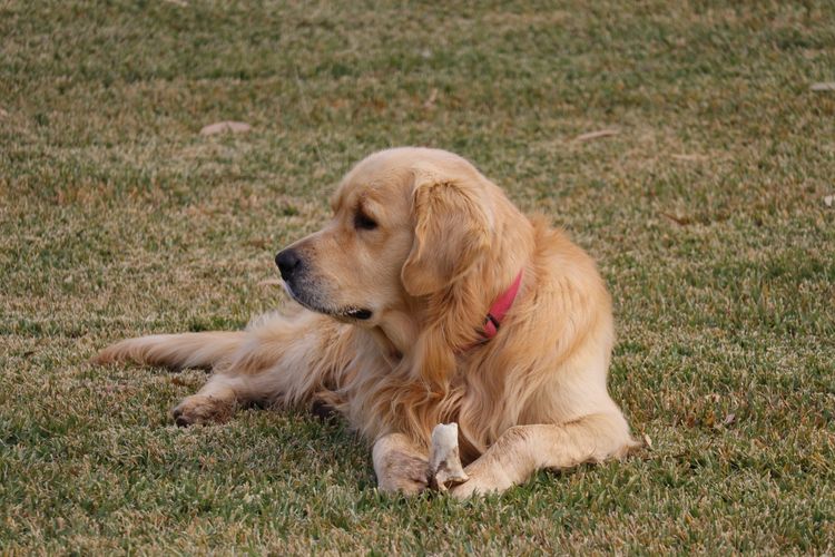 ATHOLGOLD Golden Retrievers