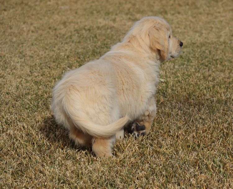 ATHOLGOLD Golden Retrievers