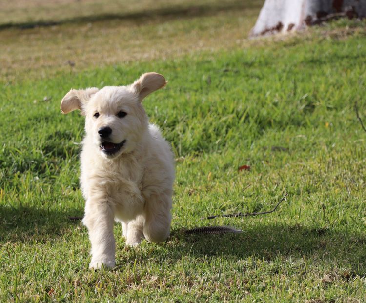 ATHOLGOLD Golden Retrievers
