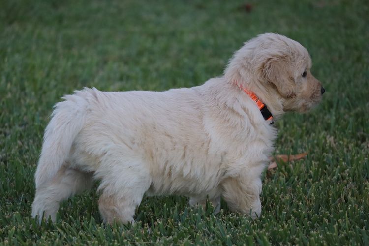 ATHOLGOLD Golden Retrievers