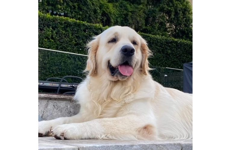 ATHOLGOLD Golden Retrievers