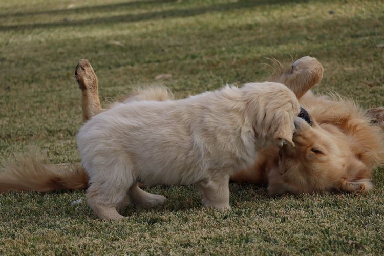 ATHOLGOLD Golden Retrievers