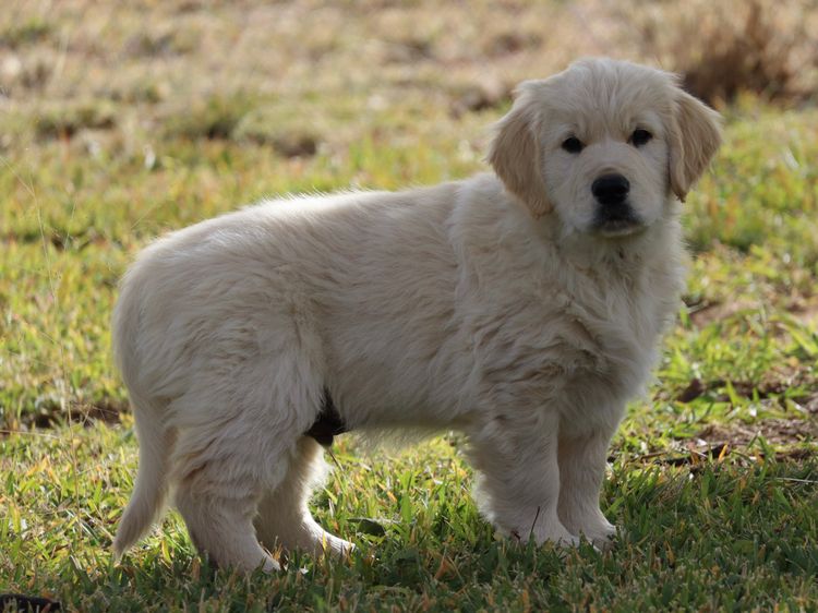 ATHOLGOLD Golden Retrievers
