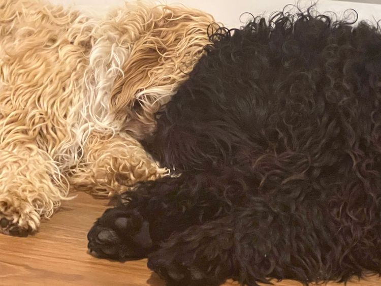 Austinbrae Cobberdogs
