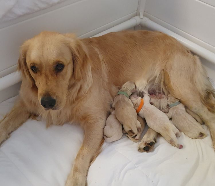 Hevnsent Golden Retrievers