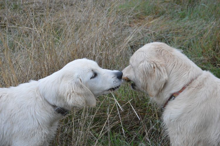 Hevnsent Golden Retrievers